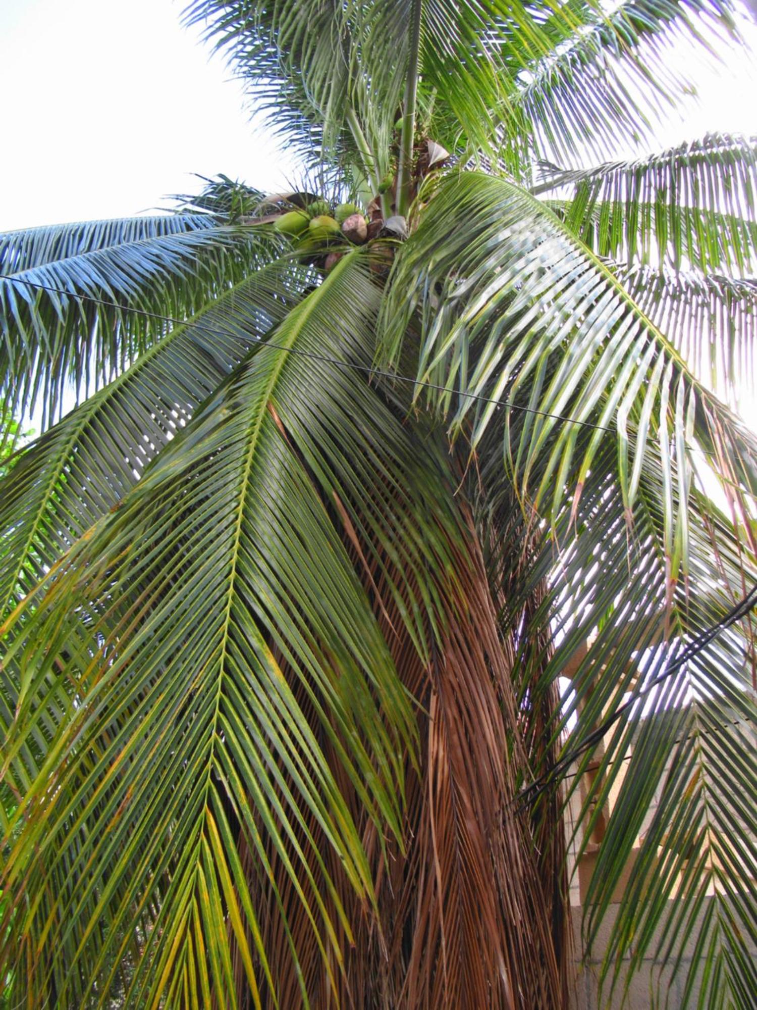 Cocos Lägenhet Cancún Exteriör bild